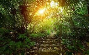 چین آخرین اخبار در مورد تجزیه هوموس در جنگل های بارانی استوایی: درک تاثیر آن بر کیفیت هوا و نقش پاک کننده های هوا